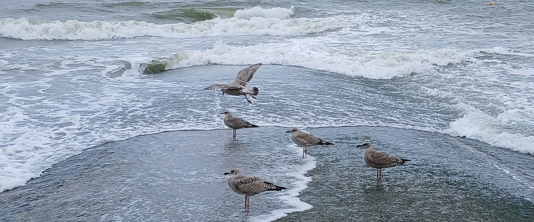 Album Strandwanderungen