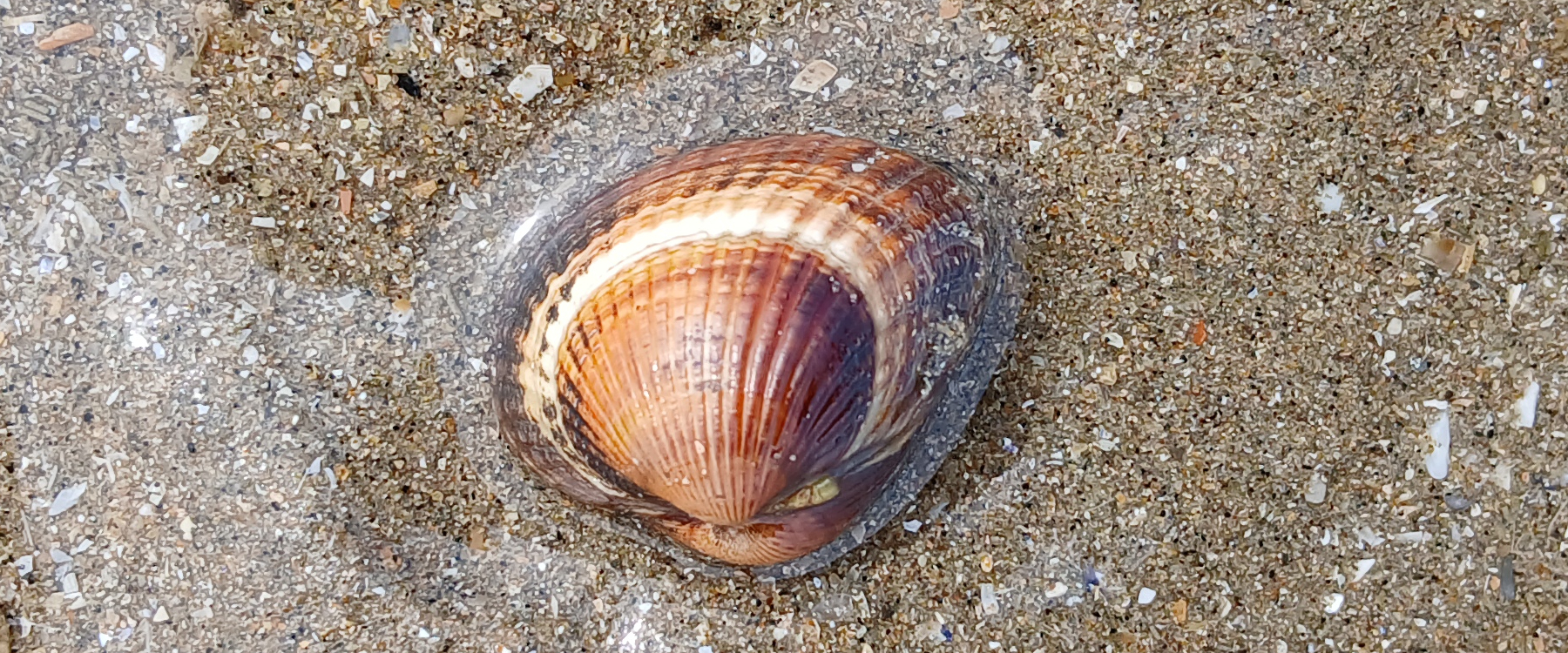 Album Strandwanderungen