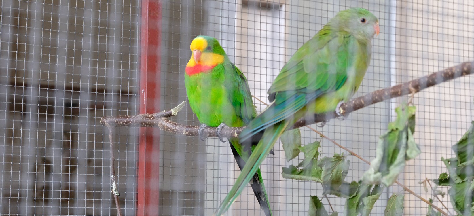Ausstellung