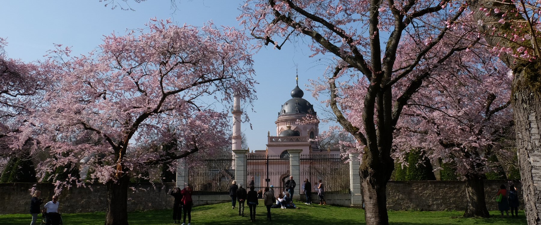 Schwetzinger Schlossgarten Kirschbaumblüte
