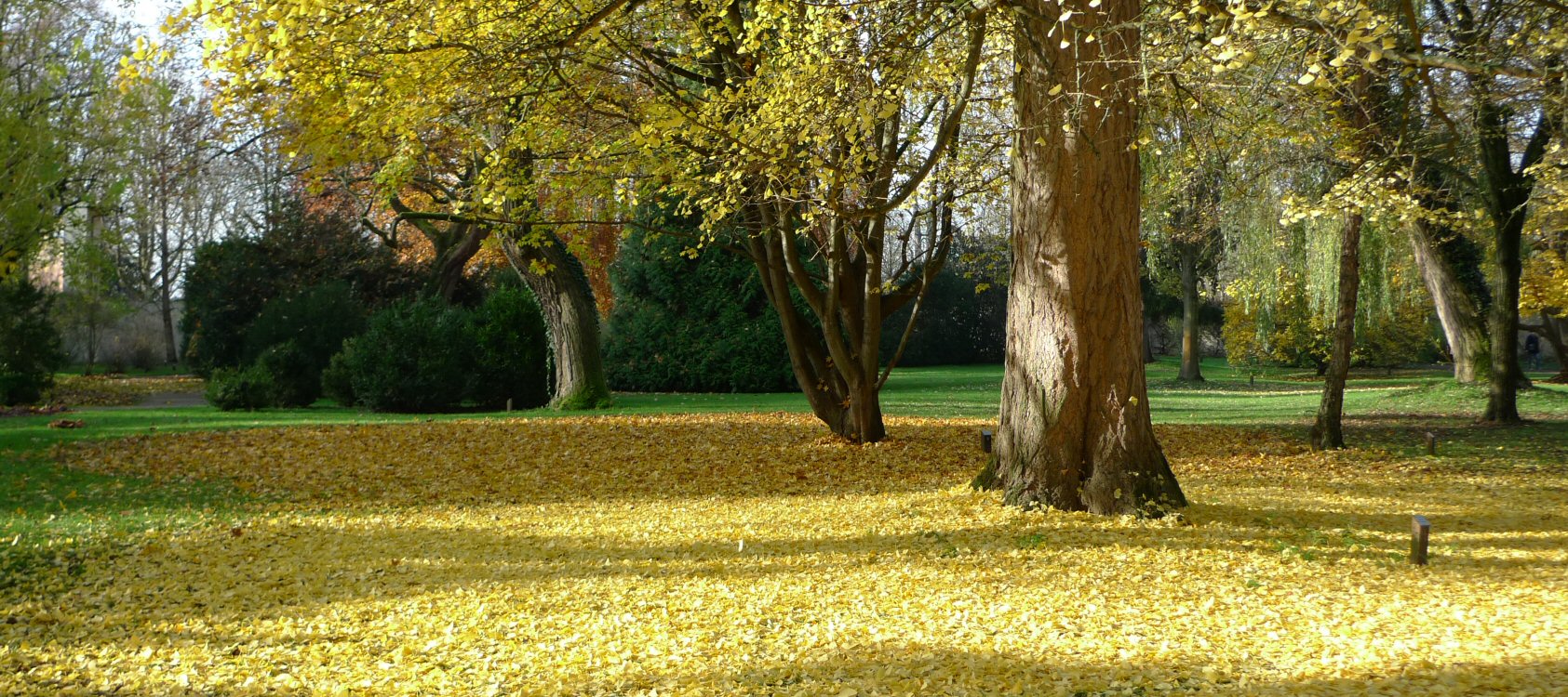 Arboretum