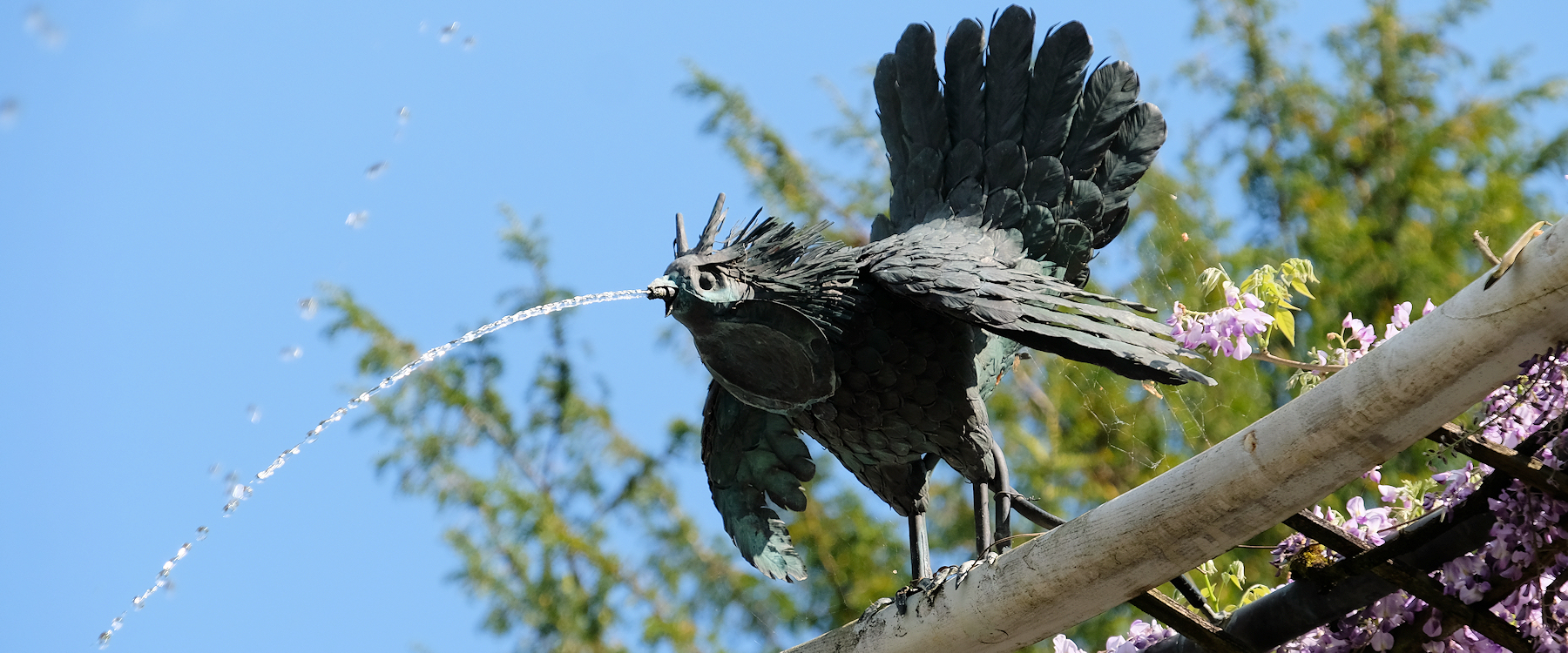 Wasserspeiende V&ouml;gel