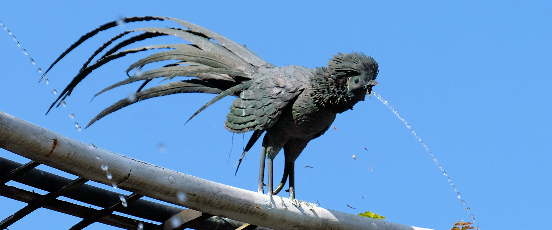 Wasserspeiende V&ouml;gel