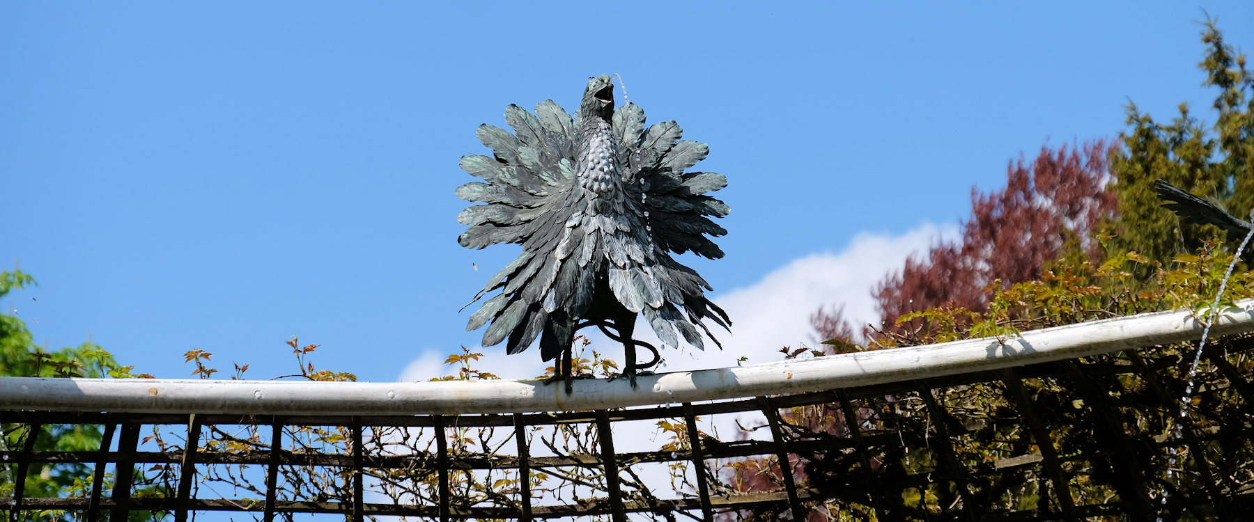 Wasserspeiende V&ouml;gel