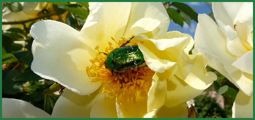 Tiere im Schlossgarten