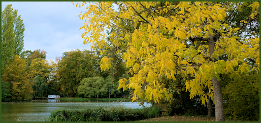Herbst im Schlossgarten